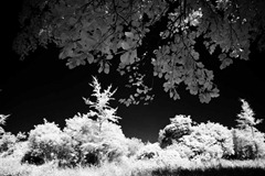 The-Trees-5
