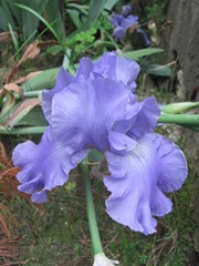 Spring 2012 blue iris