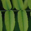 sumac_leaves_078a.JPG