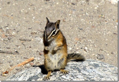 Oooh cute- this chipmonk really liked Dave