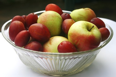 IMG_9525 IMG_9525