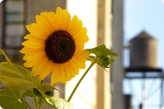 2013-Sunflowers-water-tower 2013-Sunflowers-water-tower