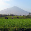 Gunung Guntur and rice fields