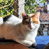 gatti