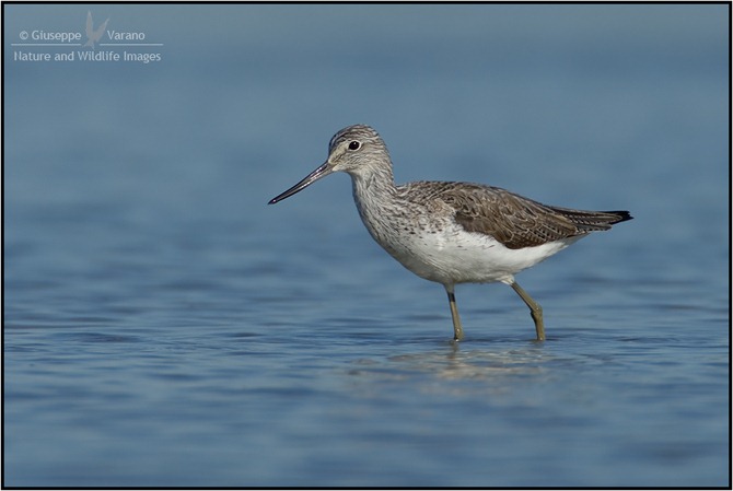 © Giuseppe Varano - Nature and Wildlife Images