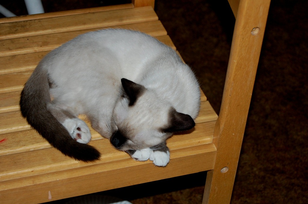 [catdogbin73.jpg]