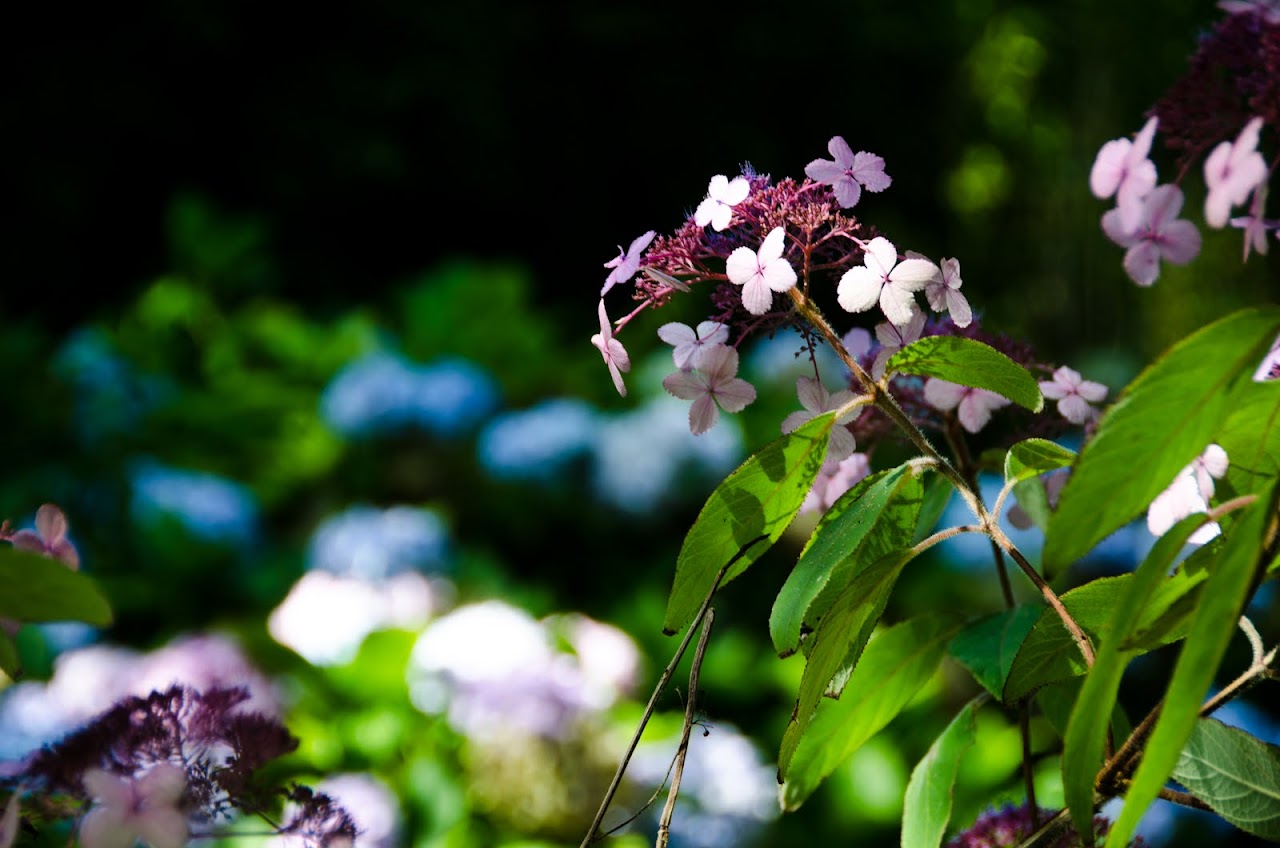 Flowers at Lost Gardens of Heligan