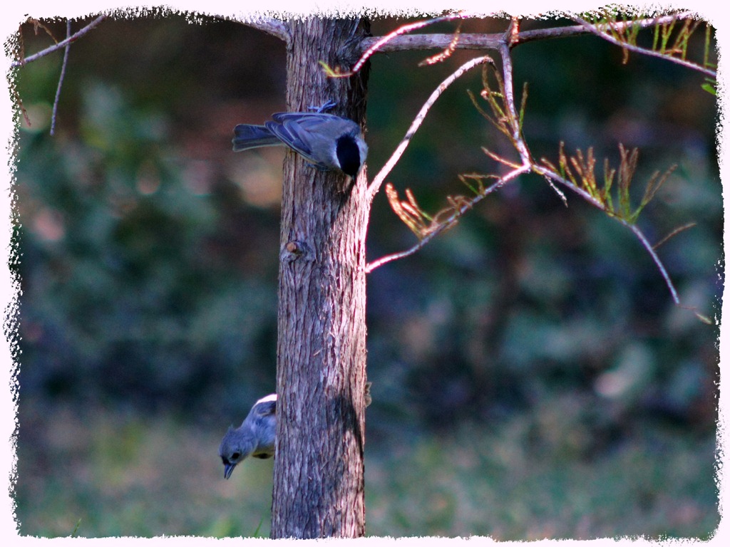 [Double-bird-on-tree4.jpg]