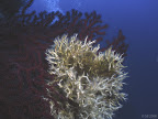 Gerardia Savaglia: yellow coral at the Banco di Santa Croce a fantastic pinnacle dive