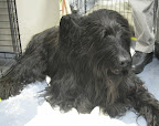 Briard
