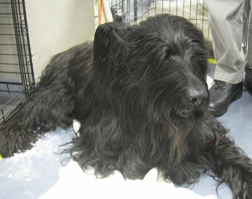 Briard