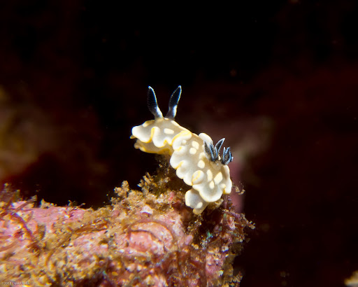 P5273692