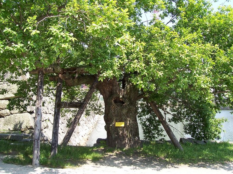 a-bombed-trees-7 a-bombed-trees-7