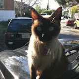 Mai Tai continues to grace us with her presence in unexpected places.
