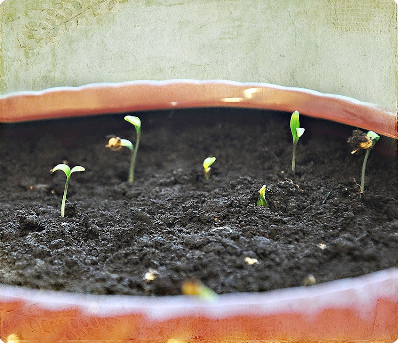 Coriander-sprouts