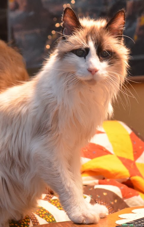 [Christmas%25202013_192%255B4%255D.jpg]