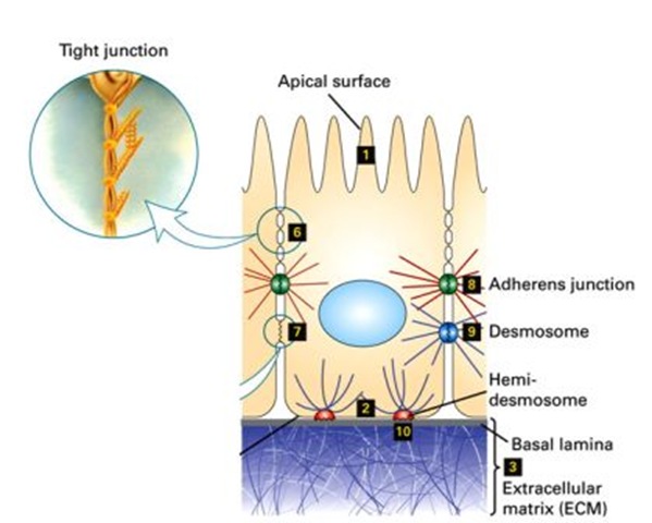 tight junction