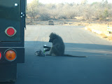 There's the baboon that attacked us, eating our stolen apples! South Africa - 453.jpg