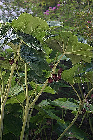 [Podophyllum_pleianthum051206_2%255B4%255D.jpg]