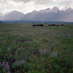TetonBison.jpg