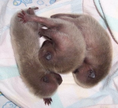 Like the baby raccoons above, Charlie is one of hundreds of wild critters fortunate enough to have been cared for by AnimalAdvocates.us Like the baby raccoons above, Charlie is one of hundreds of wild critters fortunate enough to have been cared for by AnimalAdvocates.us