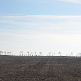 "Prairie Trees" - copyright David Thompson