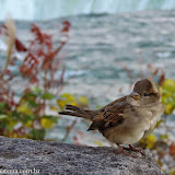 Aqui també tem pardal - Niagara Falls, Ontario, Canadá