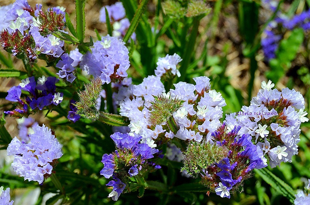 [Azul%2520-%2520Gl%25C3%25B3ria%2520Ishizaka%252042.jpg]