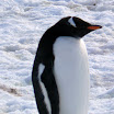 Artofsky Station, So. Shetland Is, Antarctica 126.JPG