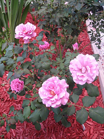 [IMG_0098%255B3%255D.jpg]