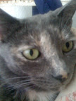 Cricket was homeless when my friend began fostering her. She still needs a forever home. She is so beautiful and unusual looking! Cricket was homeless when my friend began fostering her. She still needs a forever home. She is so beautiful and unusual looking!