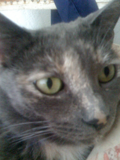 Cricket was homeless when my friend began fostering her. She still needs a forever home. She is so beautiful and unusual looking! Cricket was homeless when my friend began fostering her. She still needs a forever home. She is so beautiful and unusual looking!