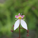 Strawberry Saxifrage
