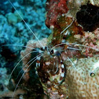 Cleaner shrimp