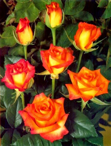 [Rosa-Konfetti4.jpg]