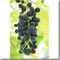vineyards grapes