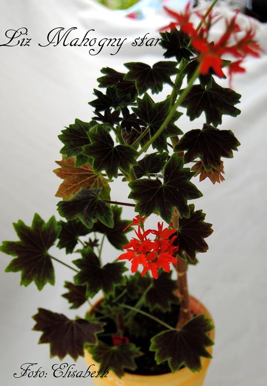 [Pelargonium%2520juni-11%2520030%255B9%255D.jpg]