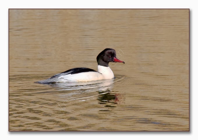 Mimic1 Goosander Mimic1 Goosander