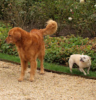 Careful G.K. - I don't know about this - Dodi is a pretty big guy!