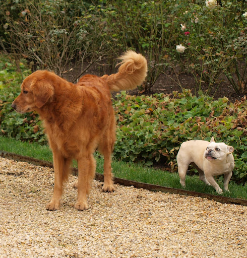 Careful G.K. - I don't know about this - Dodi is a pretty big guy!