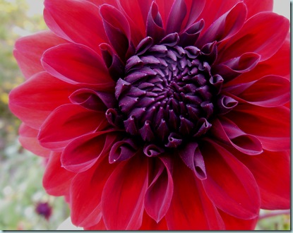 29.03.13 red dahlia