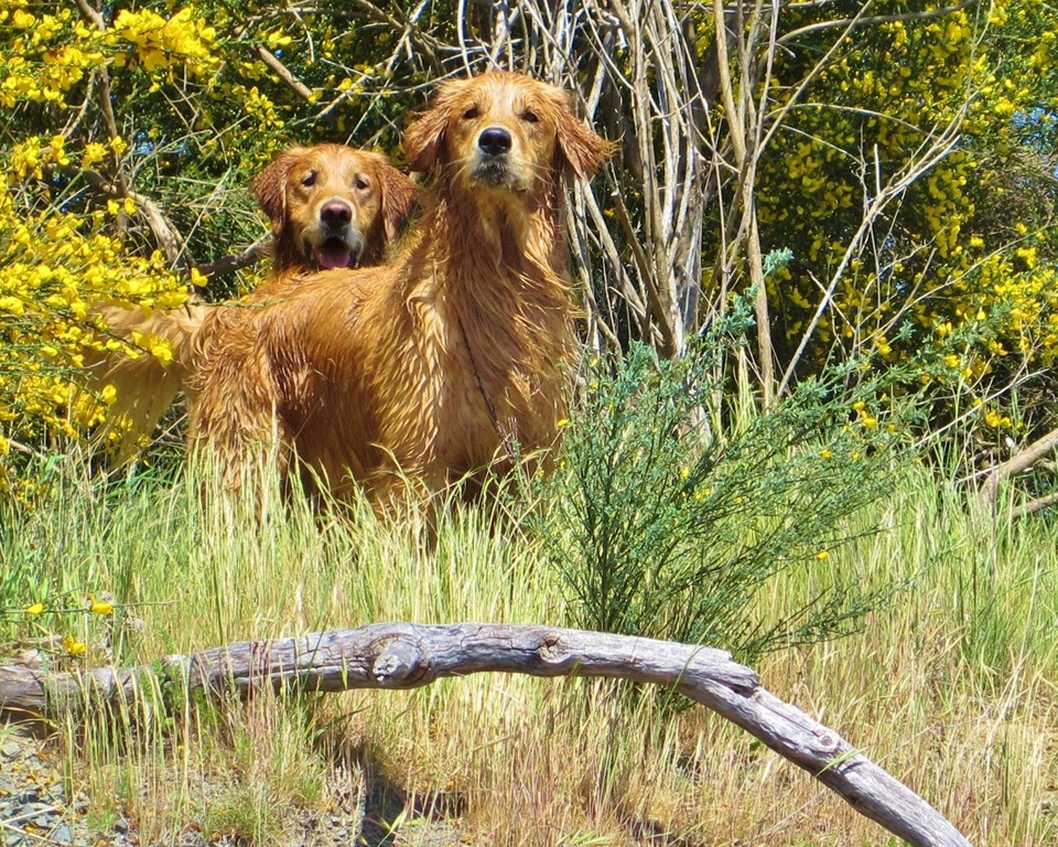 [BeachBarkFace%255B4%255D.jpg]