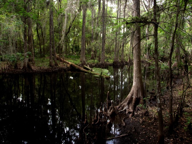 [Gainesville%2520to%2520Hawthorn%2520Bike%2520Trail%2520171%255B1%255D.jpg]