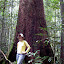 Gill and tree