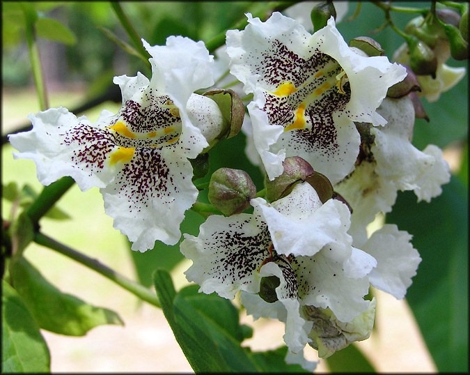 [Catalpa%2520bignonioides%255B3%255D.jpg]