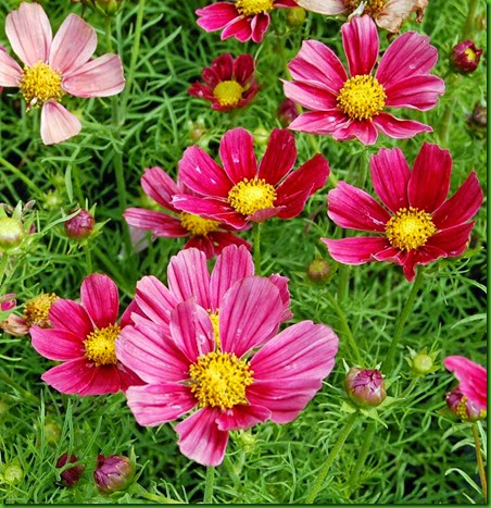 Cosmos Dazzler Cosmos Dazzler