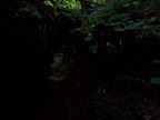 california_sequoia