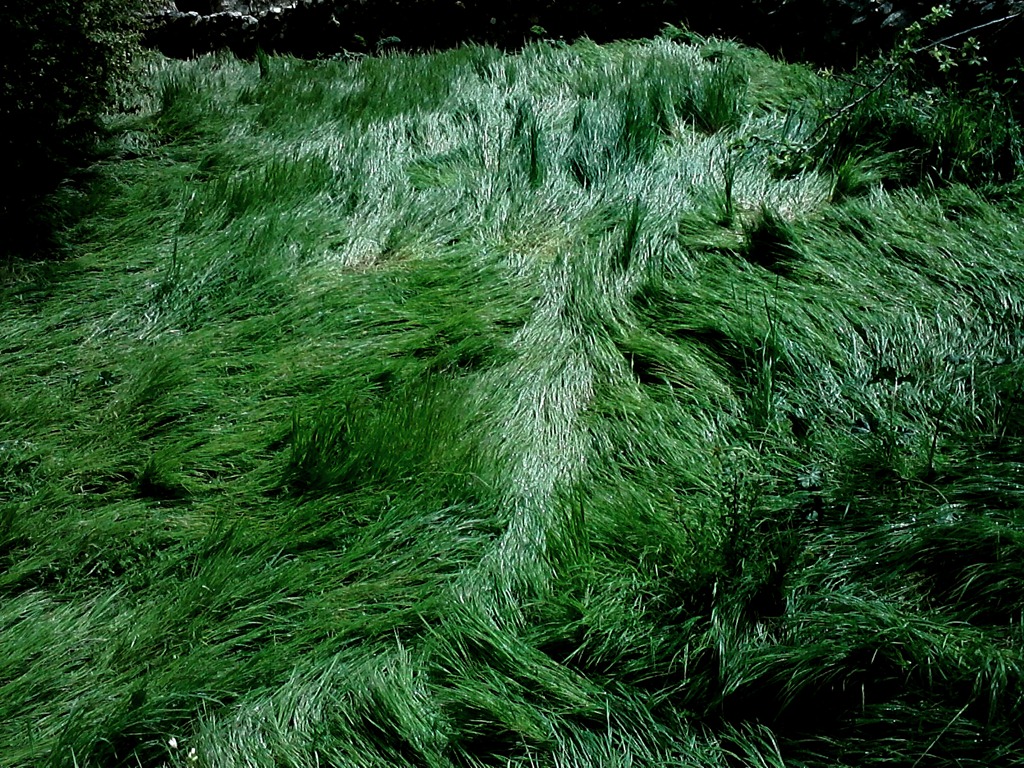 [cabellera%2520verde%255B6%255D.jpg]
