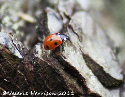 [3-7-spot-ladybird%255B2%255D.jpg]