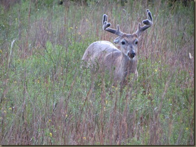 deer deer